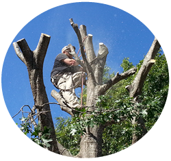 Tree Removal in Frisco, TX